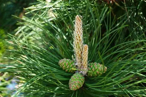 Identifica las coníferas: así se reconoce el pino negro y el pino silvestre