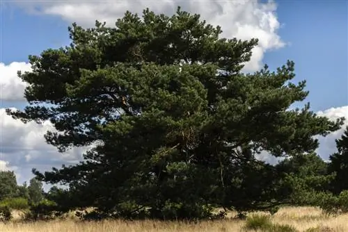 Tuklasin ang Scots pine: profile at mga interesanteng katotohanan