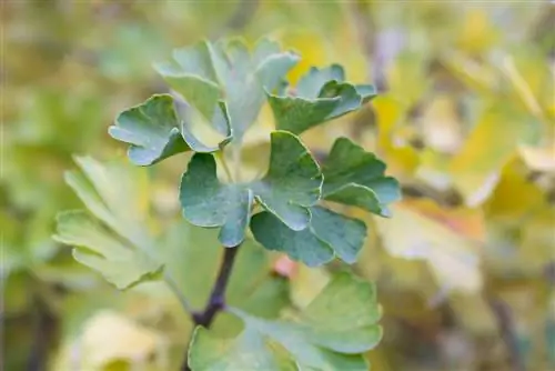 plantas de ginkgo