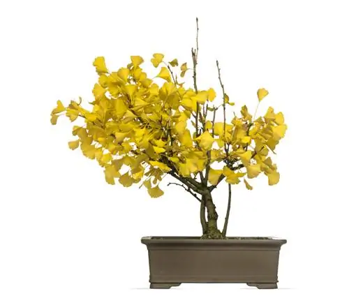 Pohon ginkgo dalam pot