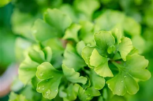 Sėkminga ginkmedžių priežiūra: sveiko medžio patarimai