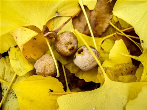 ginkgo versprei