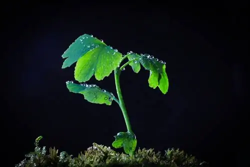 Esquejes de Ginkgo: Cómo cultivar tu propio árbol