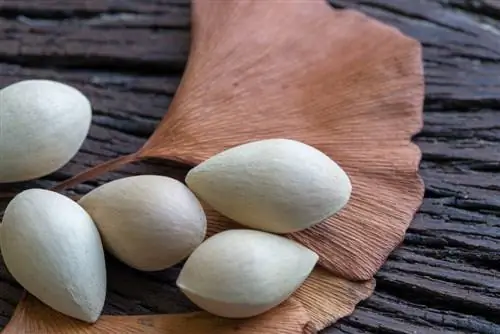 Ginkgo kweken uit zaden