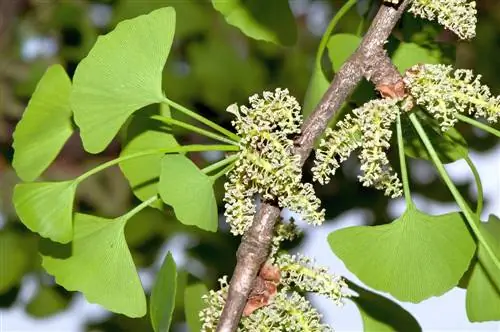 flor de ginkgo