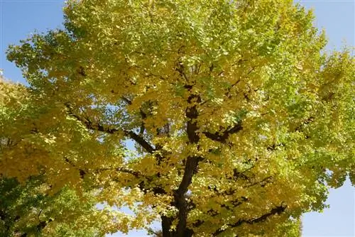 crecimiento del árbol de ginkgo