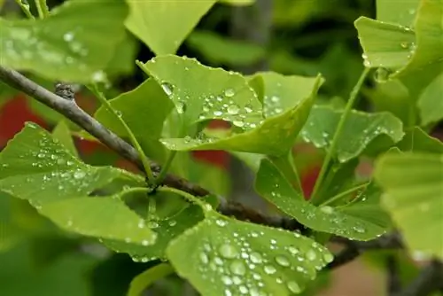 especies de árboles de ginkgo