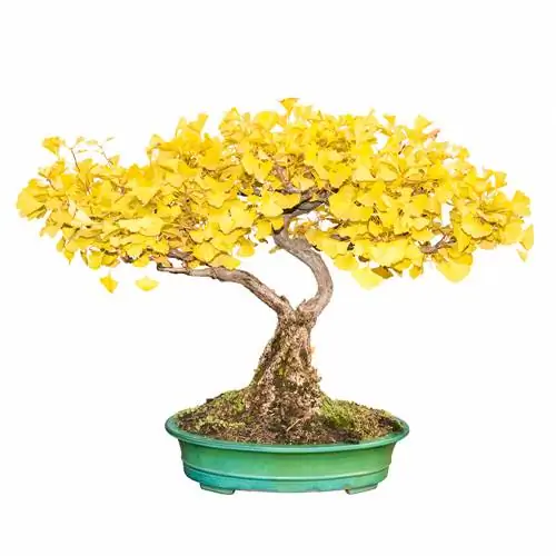 Ginkgo Bonsai: Krok za krokem k dokonalému ministromu