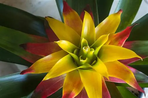 Alles oor bromelia's: sorg, ligging en voortplanting