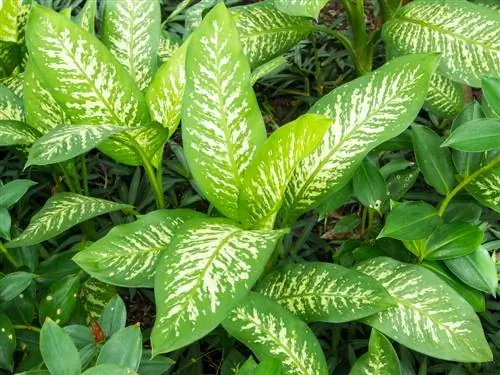 Dieffenbachia: cuidados, propagación y variedades de un vistazo