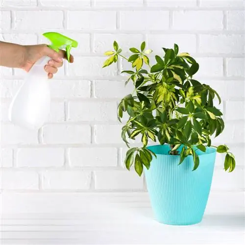 Schefflera: Planta de interior perfecta para principiantes