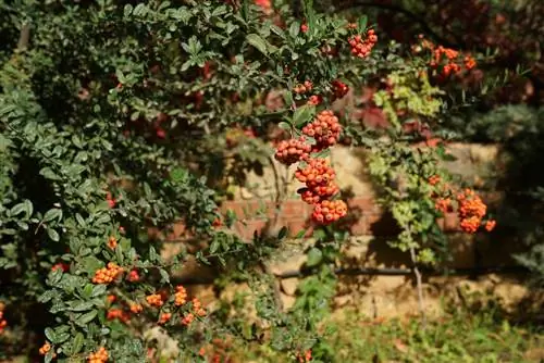 Firethorn: care and varieties