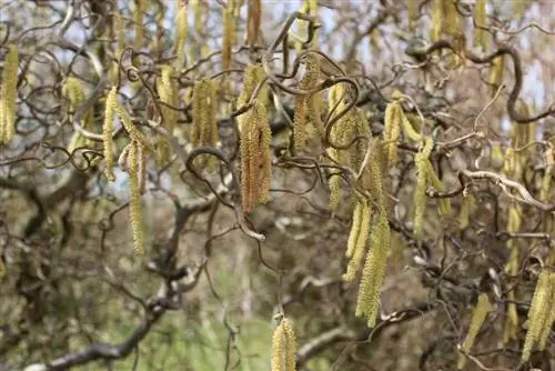 corkscrew willow