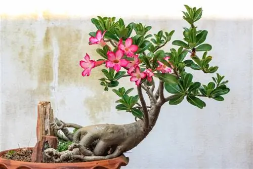 Desert rose: care, location and propagation made easy