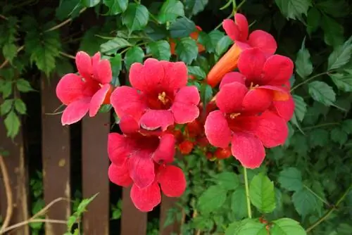 Fleur trompette : entretien, variétés & emplacement au jardin