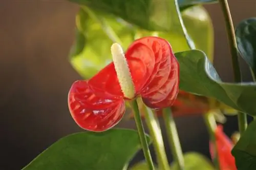 Anthurium: Tako pravilno skrbite za cvet flaminga