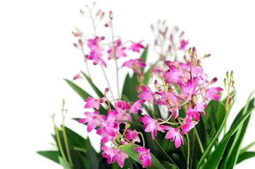 Dendrobium орхидеялары: кам көрүү жана көбөйтүү жөнүндө бардыгы