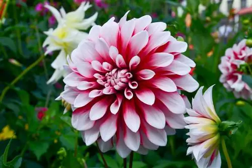 Dahlias in die tuin: Alles oor sorg en verskeidenheid