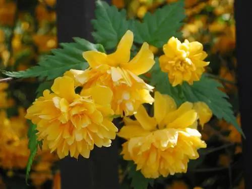 ranunculus buske