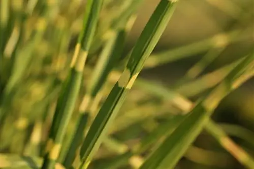 Sebragras in die tuin: Hoe om dit korrek te plant en te versorg