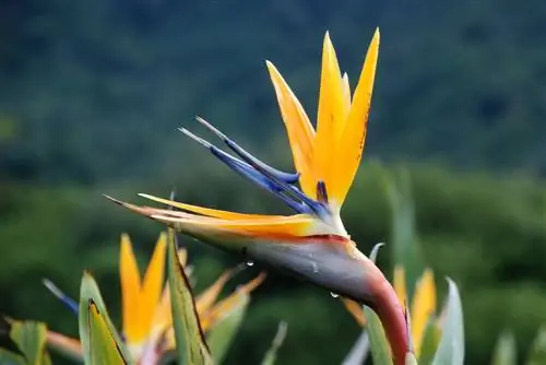 Strelitzia: مراقبت صحیح از زیبایی های عجیب و غریب در خانه