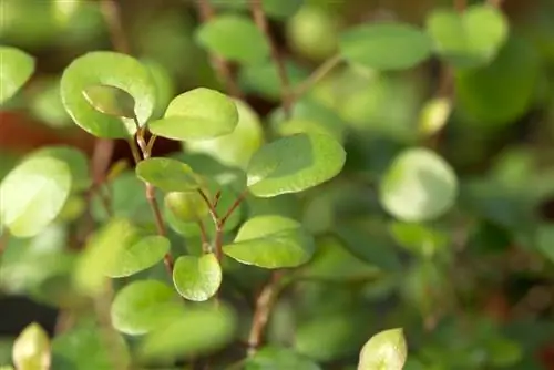 Muehlenbeckia: Vse o negi, lokaciji in razmnoževanju