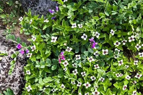 flor de cornejo