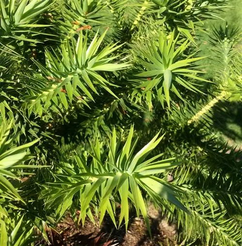 Araucaria in die tuin: groeihoogtes, ligging en versorgingswenke