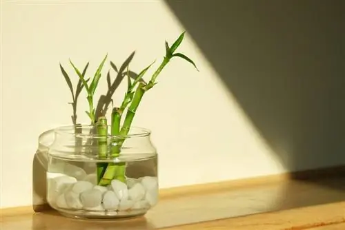 Lucky Bamboo: verzorging, voortplanting en nuttige informatie