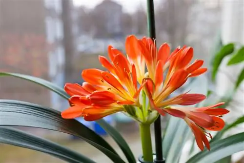 clivia