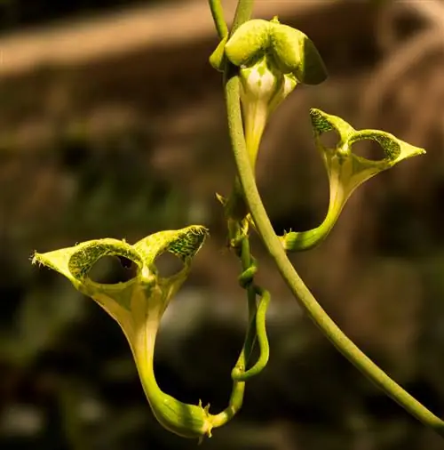 flor de canelobre