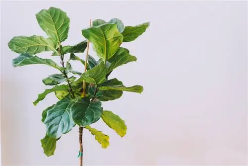 fiddle fig