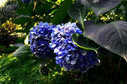 tuin hortensia