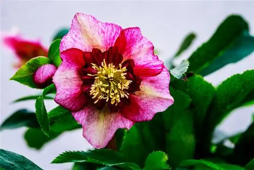 rosa primaverile