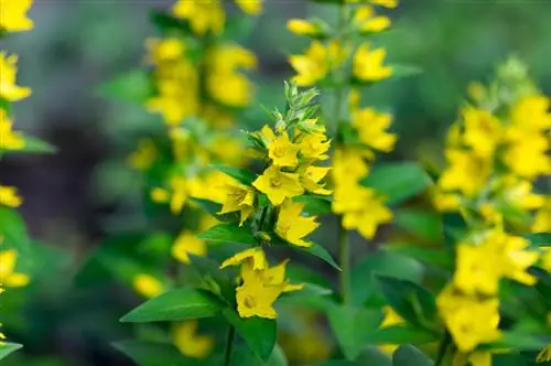 Goldfelberich in die tuin: wenke vir plant en versorging