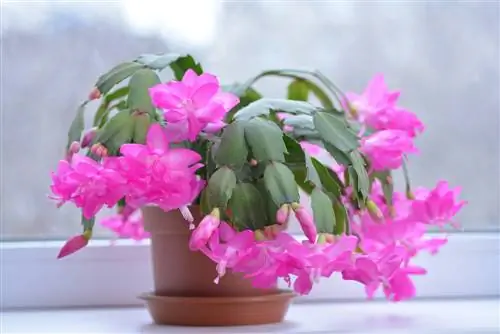 Zorg voor de kerstcactus: tips voor weelderige bloemen