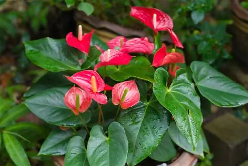 Anthurium: cuidados y propagación de la flor del flamenco