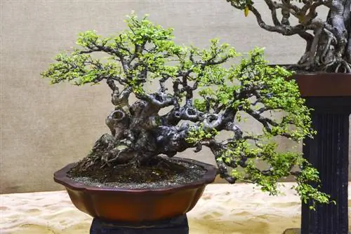 Bonsai z wiązu chińskiego