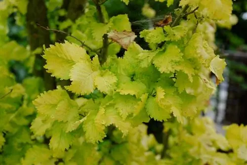 field elm-wych elm difference