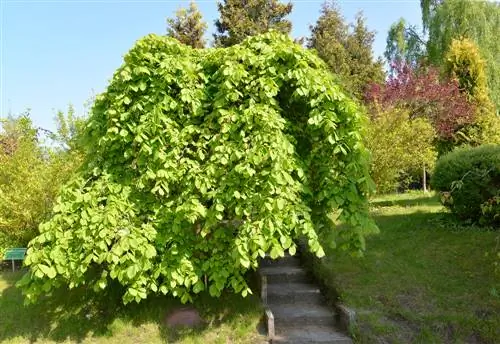 Sycamore elm in profile: What distinguishes this tree?