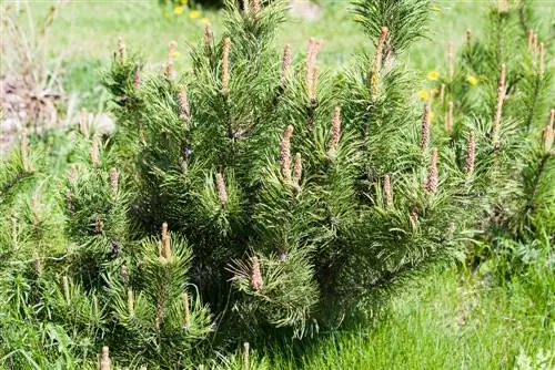 Prendersi cura del pino mugo: consigli per una crescita sana e bellezza