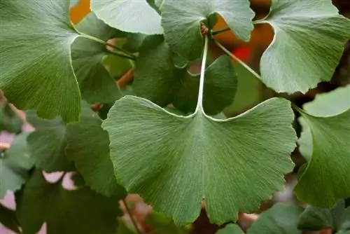 ginkgo blare eetbaar