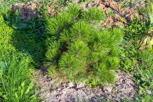 Denne in die tuin: wenke vir gesonde groei en versorging