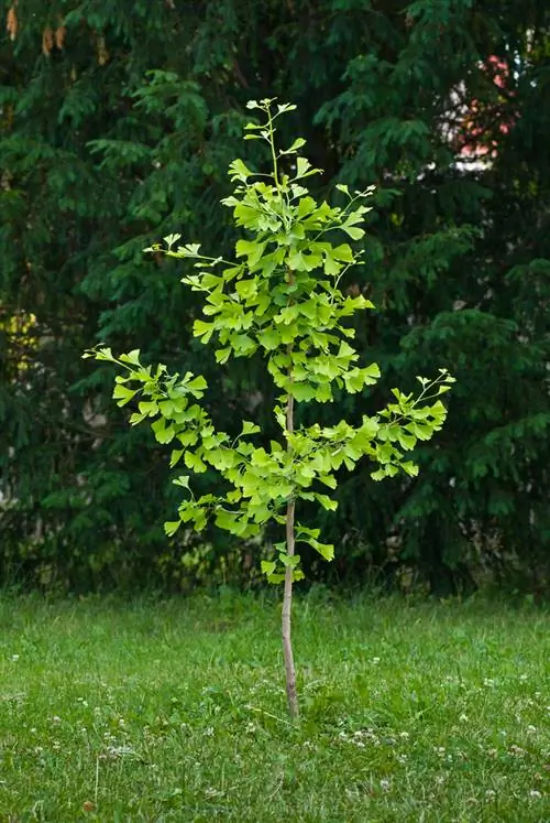 hålla ginkgo liten