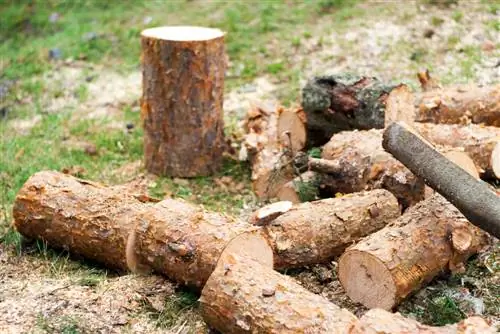 Pinus sebagai kayu bakar: Sekilas tentang kelebihan dan kekurangannya