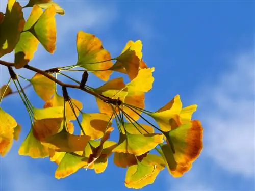 enfermedades del ginkgo