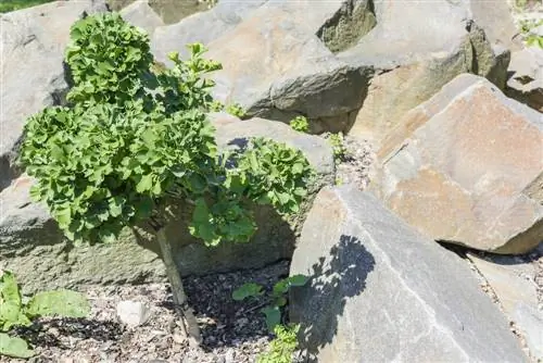 fertilizzante al ginkgo