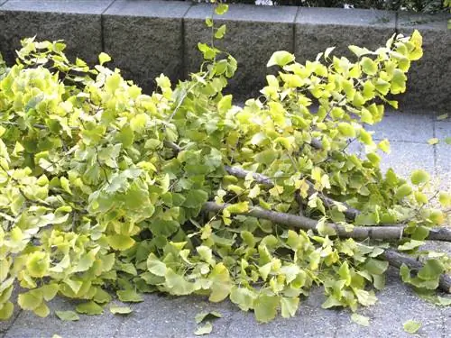 De ginkgotip afsnijden: wanneer en hoe je dit op de juiste manier doet