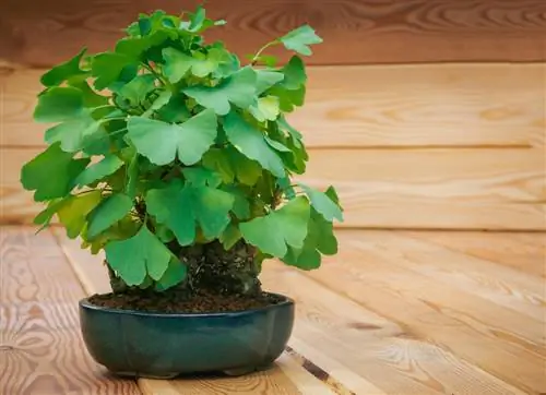 ginkgo baxımlı ev bitkisi