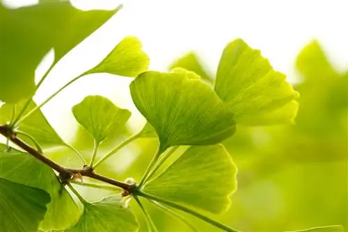 Pohon ginkgo: profil, petunjuk perawatan, dan fitur khusus